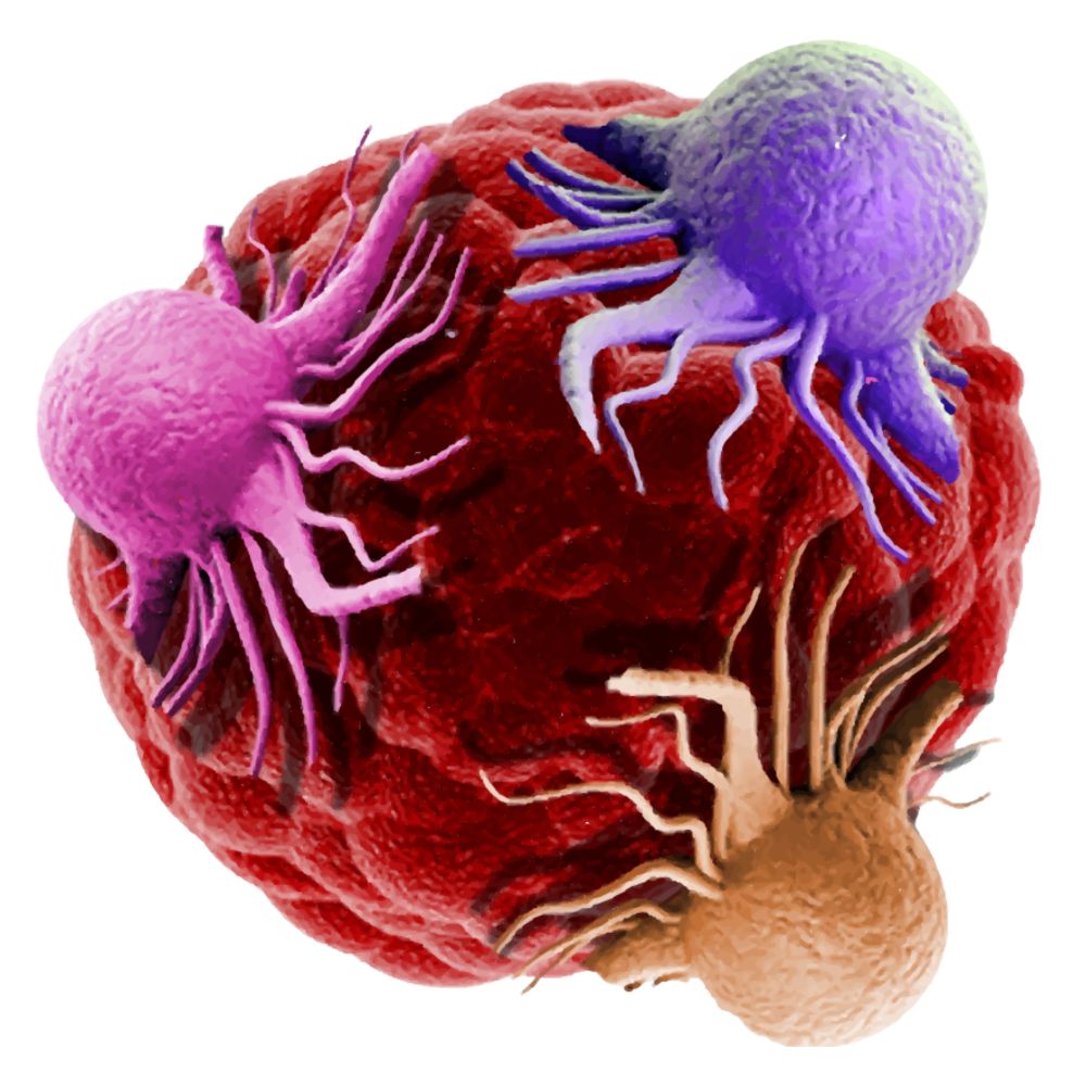 10th Tumor Models Summit San Francisco 2026